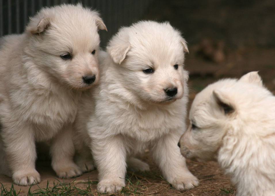 Drei Weiße Schäferhund Welpen