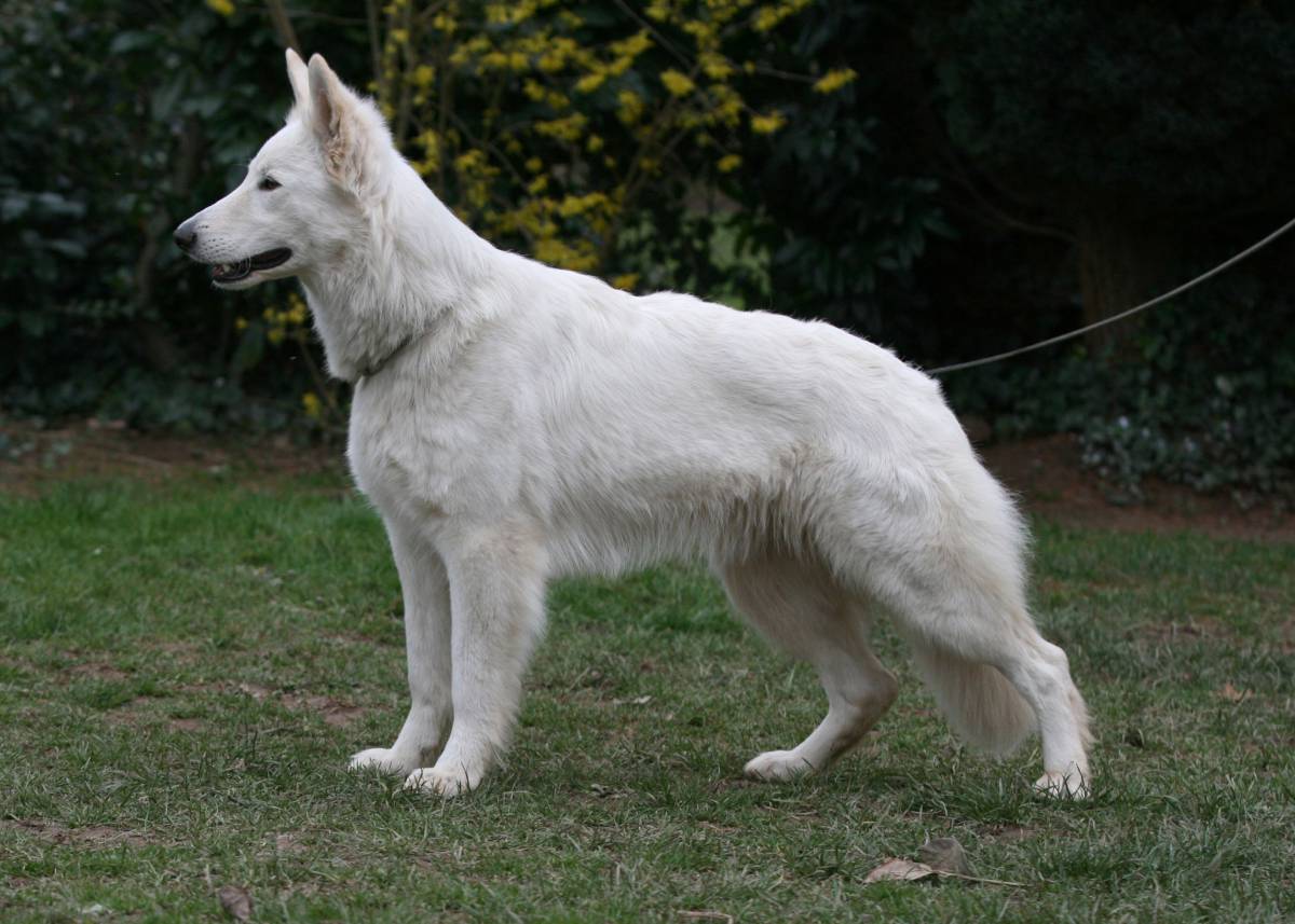 Weißer Schäferhund Hündin "Ursa of White Friends"