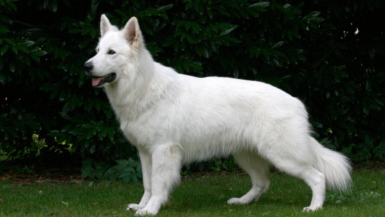Weißer Schäferhund Nordic Snow of White Friends
