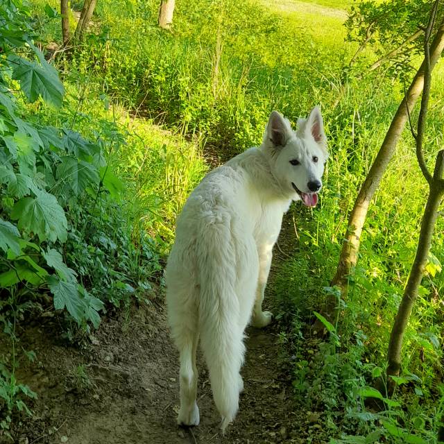 Georgina of White Friends – Fam. Klemm | DE