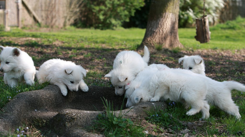 (c) Berger-blanc-suisse.biz