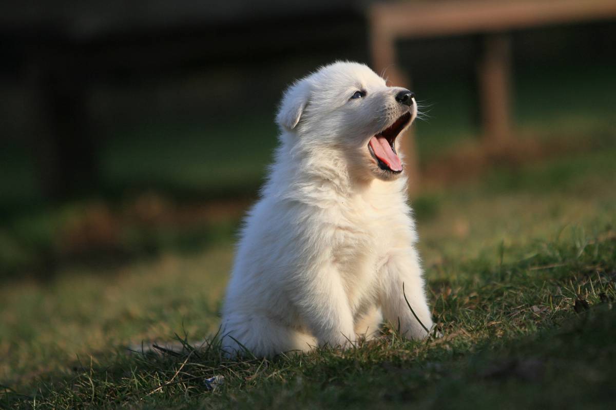 Weißer Schäferhund Welpe am gähnen
