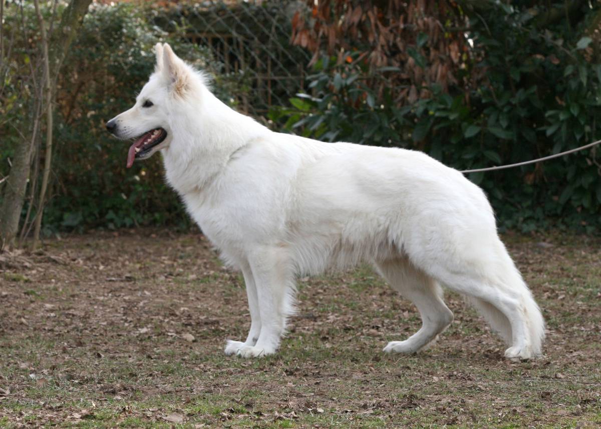 Weißer Schäferhund Rüde "Zabel of White Friends"