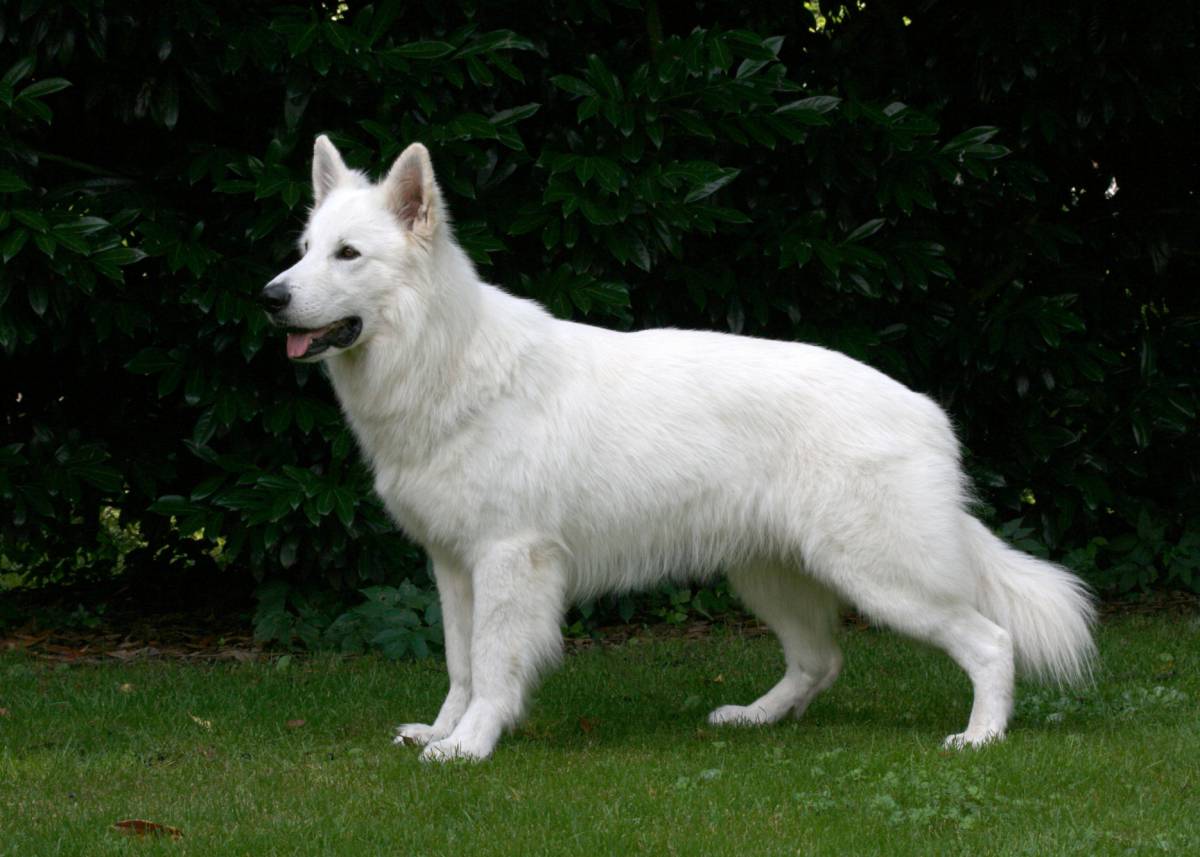 Weißer Schäferhund Nordic Snow of White Friends