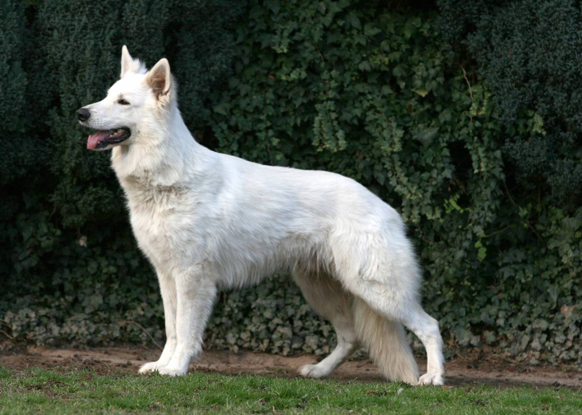 Weißer Schäferhund Rüde "Don of White Friends"