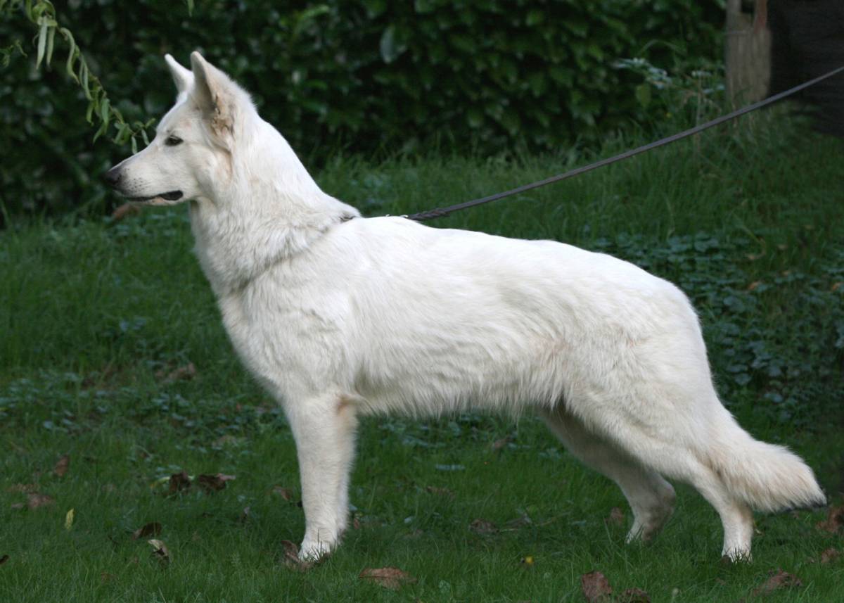Weißer Schäferhund Hündin "Donna of White Friends"