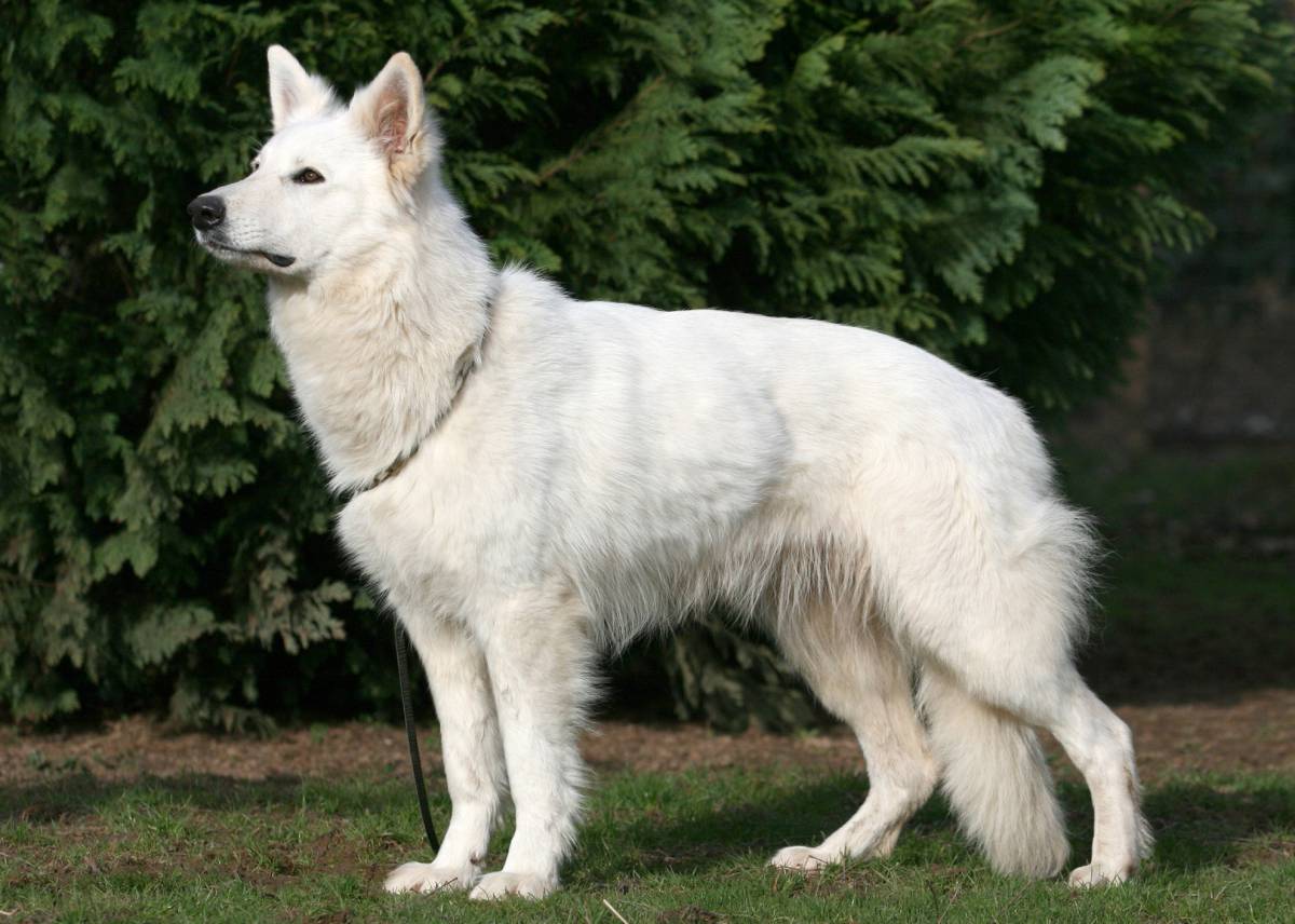 Weißer Schäferhund Hündin "Dakota of White Friends"