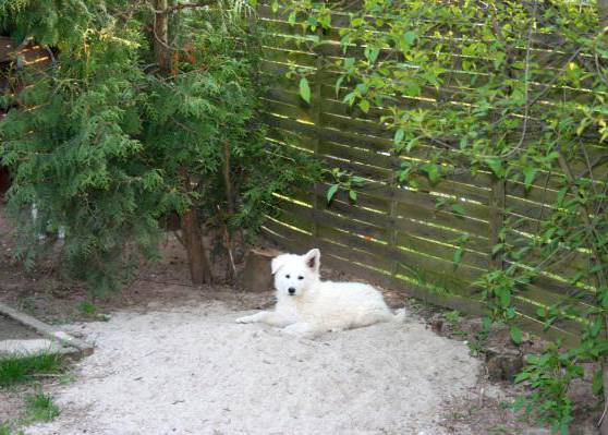 Weißer Schäferhund Welpe liegt im Sand