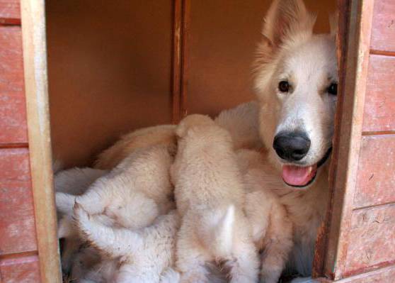 Mutterhündin mit ihren Welpen in Hundehütte