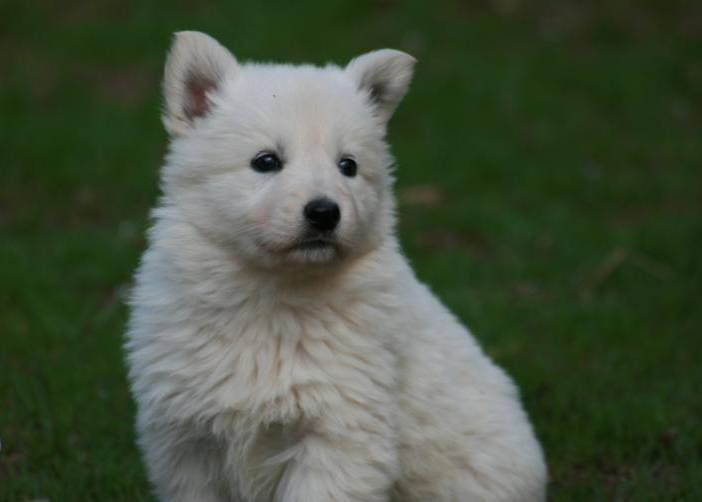 Nahaufnahme Berger Blanc Suisse Welpe