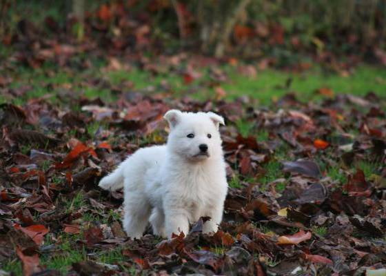 Weißer Schäferhund Welpe im Herbstlaub