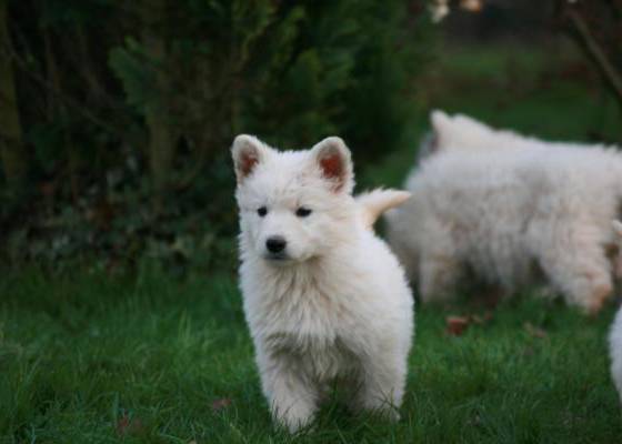 Weißer Schäferhund Welpe