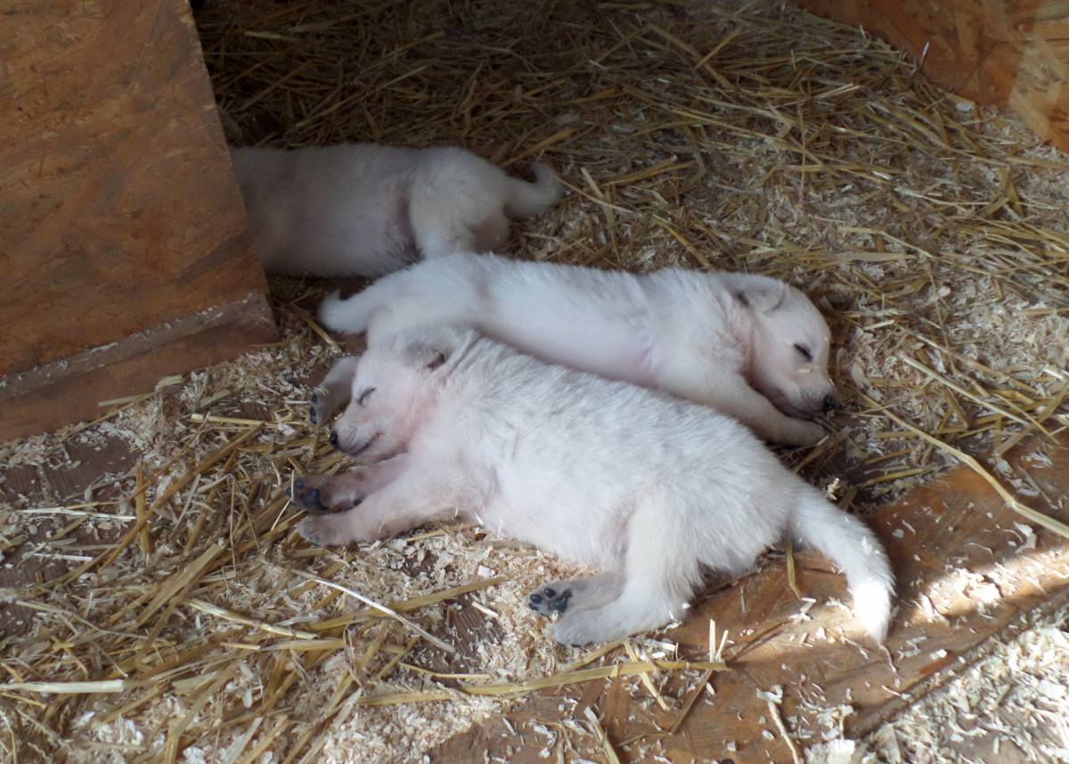 Schlafende Welpen im Stroh