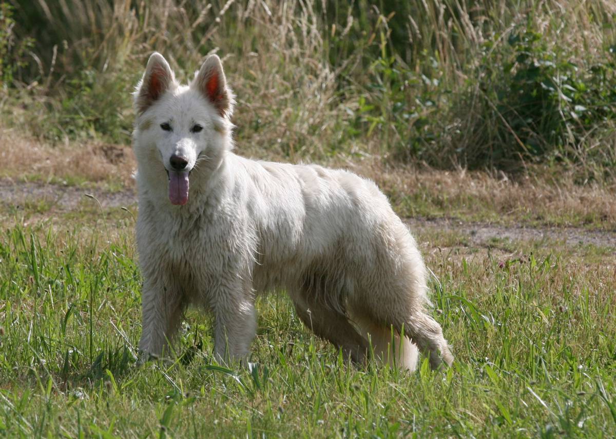 Weißer Schäferhund Hündin "Hera of White Friends"