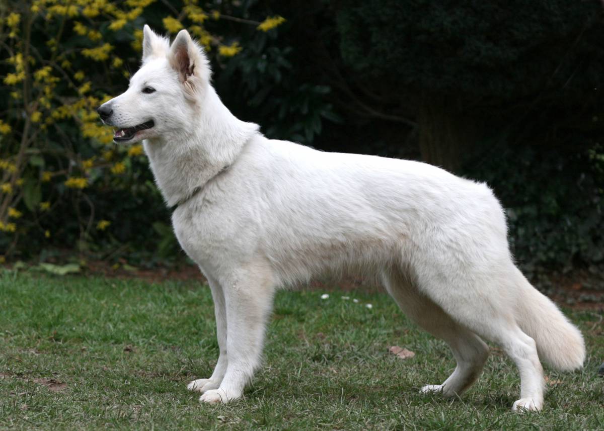 Weißer Schäferhund Hündin "Tiffy of White Friends"