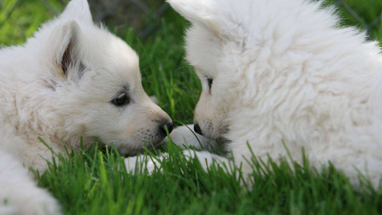 Zwei Weiße Schäferhund Welpen