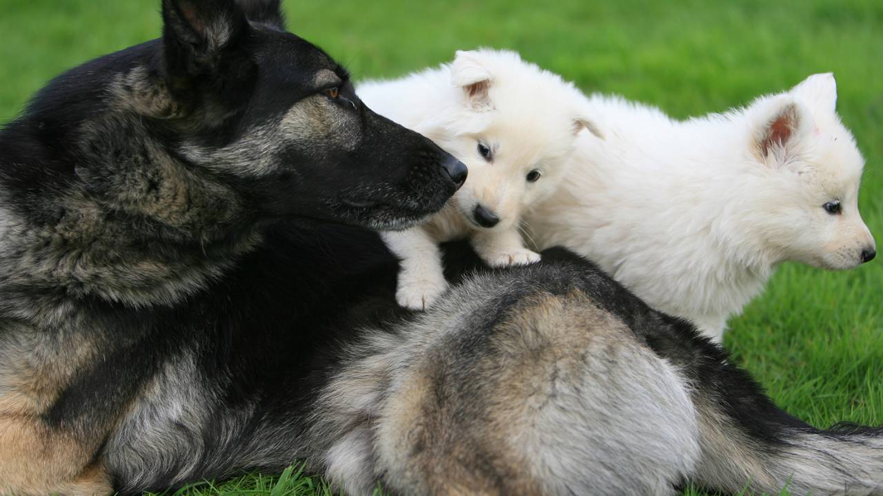 Deutscher Schäferhund mit Weißer Schäferhund Welpe