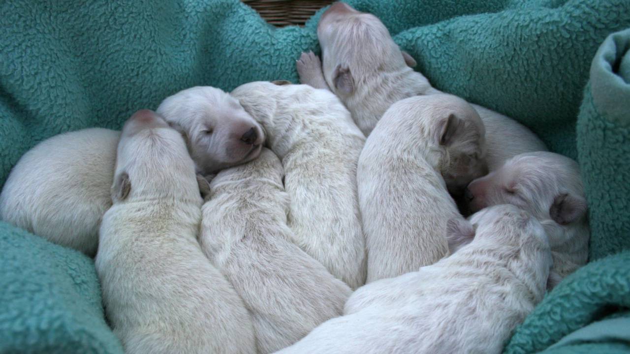 Wurfkiste mit Weißen Schäferhund Welpen