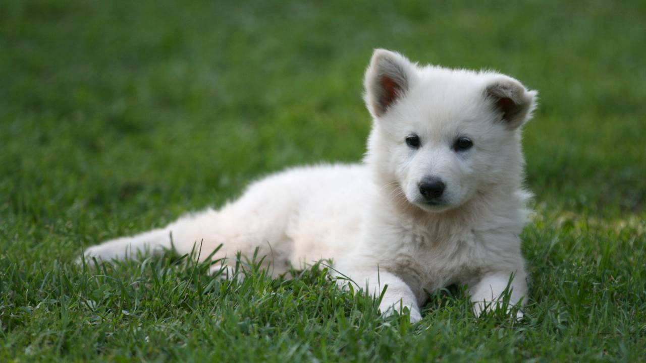 Weißer Schäferhund Welpe im Gras liegend