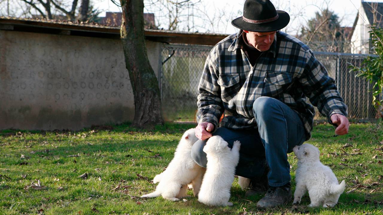 Haribert Freitag, Weißer Schäferhund Züchter