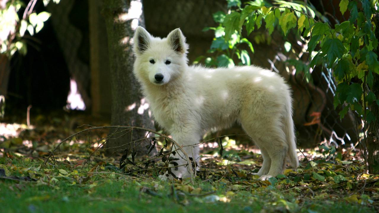 Berger Blanc Suisse Welpe