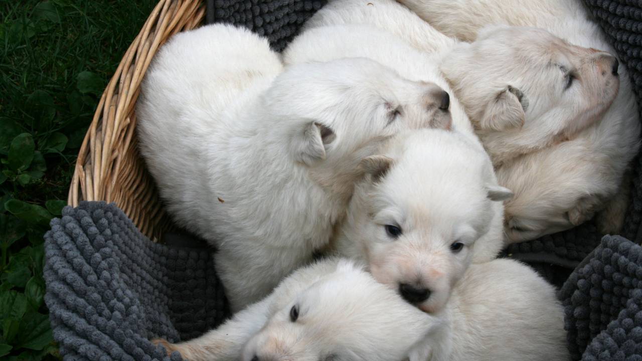 Weiße Schäferhund Welpen in der 3. Lebenswoche