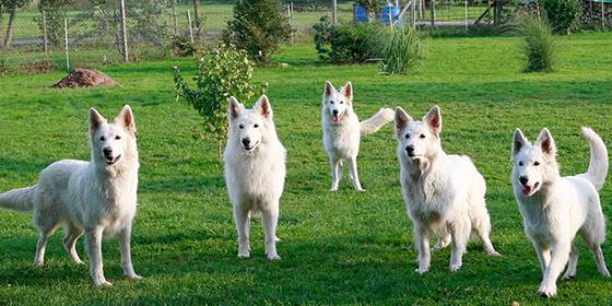 Unsere Hunde - White Friends