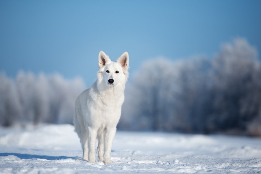 Unterschied Kanadischer Und Schweizer Schäferhund Weißer Schäferhund: Steckbrief - White Friends
