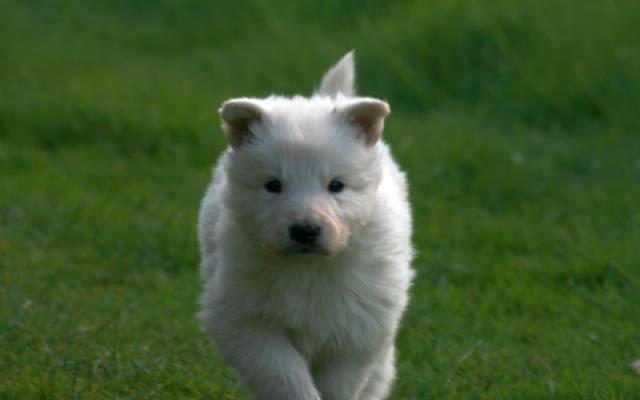 Weiße Schäferhund Welpen: L-Wurf 2012 - White Friends